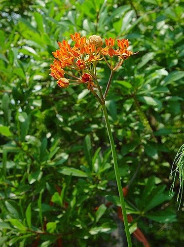 Asclepias lanceolata